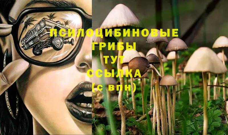 Псилоцибиновые грибы Psilocybine cubensis  blacksprut зеркало  Дедовск 